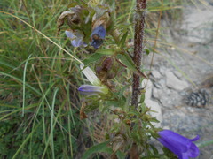 Campanula medium