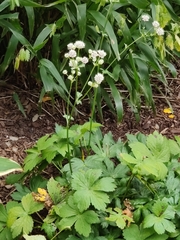 Astrantia major