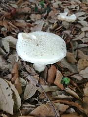 Amanita echinocephala