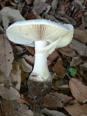 Amanita echinocephala