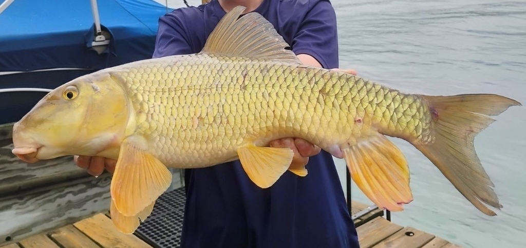 Photo of a Silver Redhorse