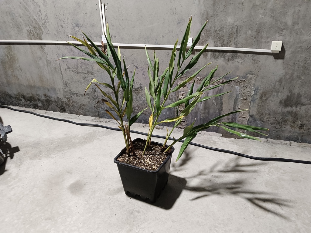 Hedychium wangmoense
