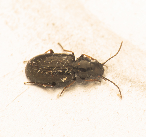 Amblystomus niger