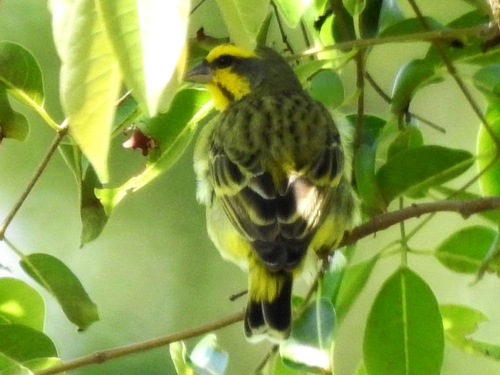 Yellow-fronted Canary
