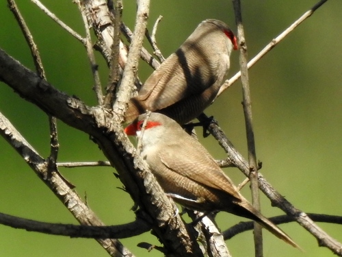 Common Waxbill