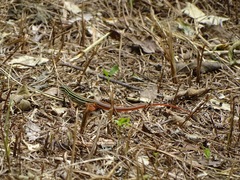 Aspidoscelis angusticeps