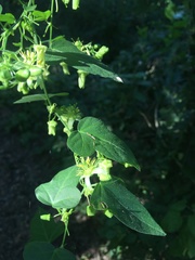 Passiflora suberosa litoralis