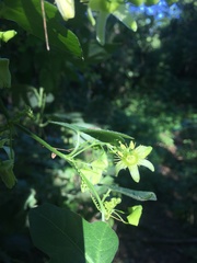 Passiflora suberosa litoralis