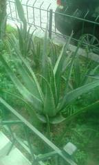 Aloe vera