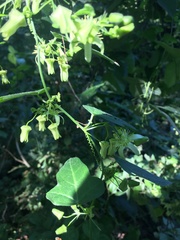 Passiflora suberosa litoralis