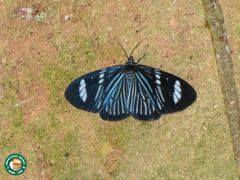 Hypocrita fenestraria