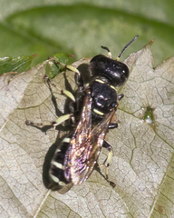 Ectemnius trifasciatus