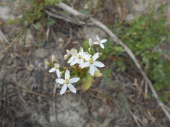 Centaurium erythraea erythraea