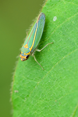 Graphocephala aurolineata