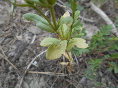 Centaurium erythraea erythraea