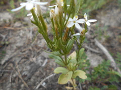 Centaurium erythraea erythraea