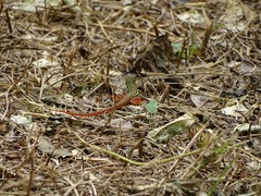 Aspidoscelis angusticeps