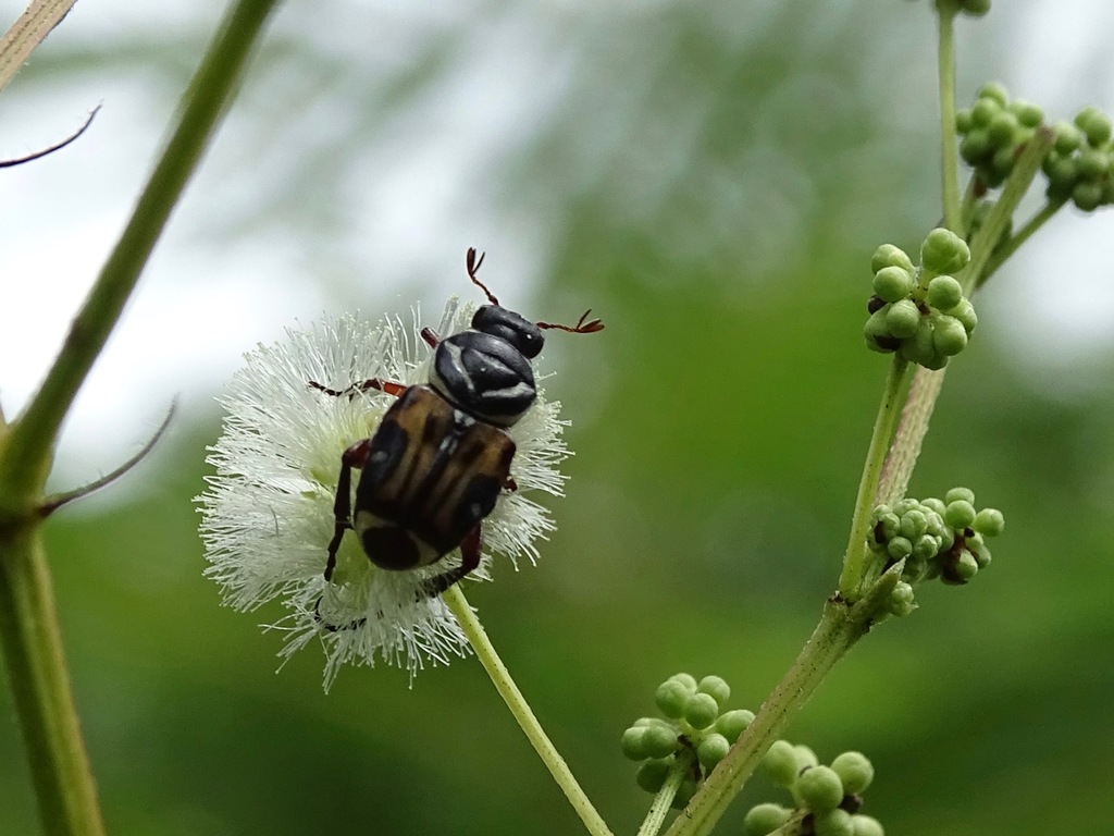 Trigonopeltastes sallaei