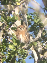 Glaucidium siju