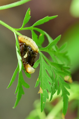 Chrysoecia requies