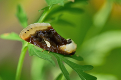 Chrysoecia requies