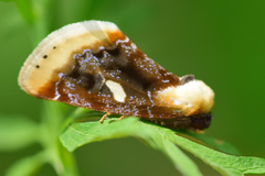 Chrysoecia requies
