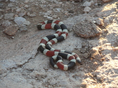 Micruroides euryxanthus