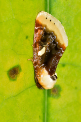 Chrysoecia requies