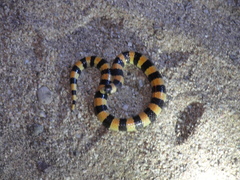 Sonora cincta