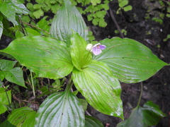 Tinantia macrophylla