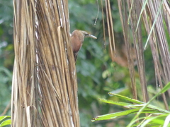 Xiphorhynchus guttatus