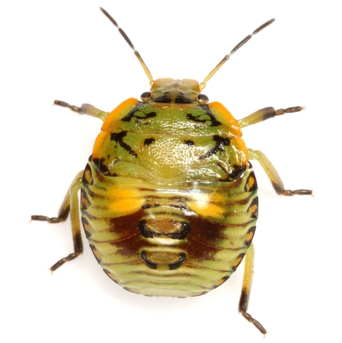 Green Stink Bug, photo 3 of 10