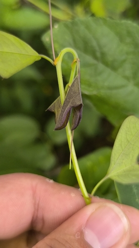 Passiflora bicornis, photograph 3