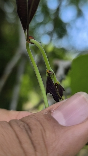 Passiflora bicornis, photograph 6