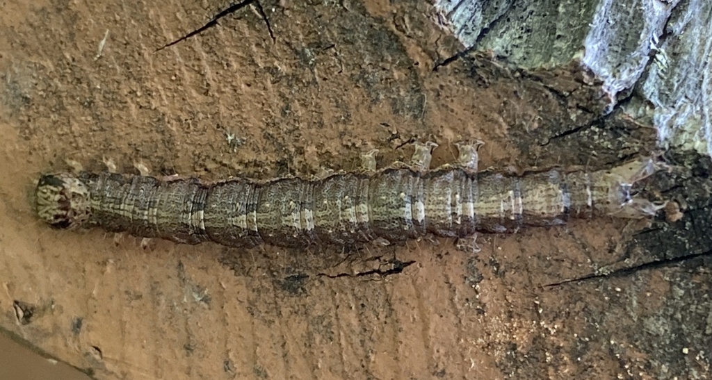Habilis Underwing