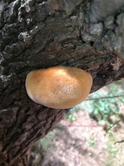 Inocutis tamaricis