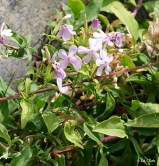 Saponaria officinalis
