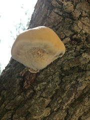 Inocutis tamaricis