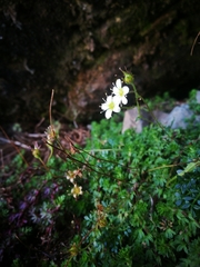 Saxifraga praetermissa