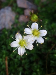 Saxifraga praetermissa