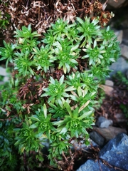 Saxifraga praetermissa