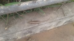 Trachylepis striata