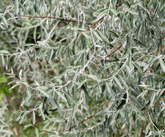 Elaeagnus angustifolia