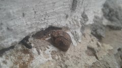 Breviceps mossambicus