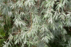 Elaeagnus angustifolia