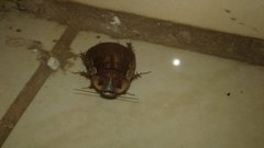 Insecta