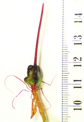 Xeronema callistemon