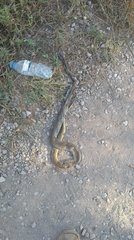 Psammophis mossambicus
