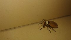 Insecta