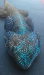 Acanthocercus atricollis